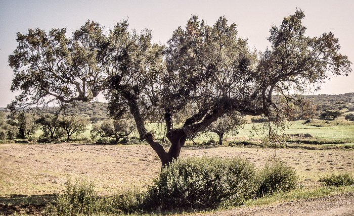 Korkeiche Alentejo