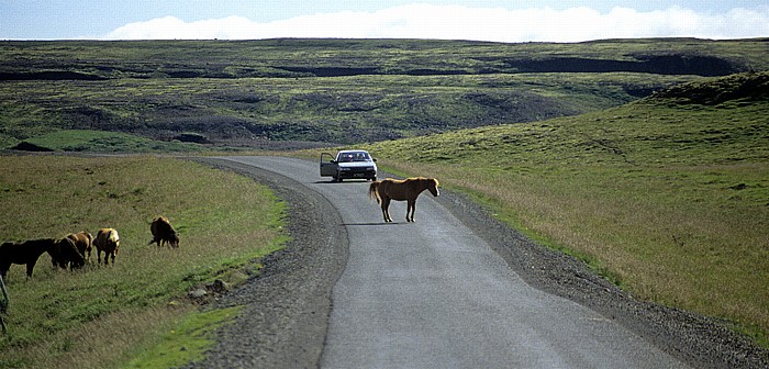 Islandpferd (Isländer, Islandpony) Haukadalur