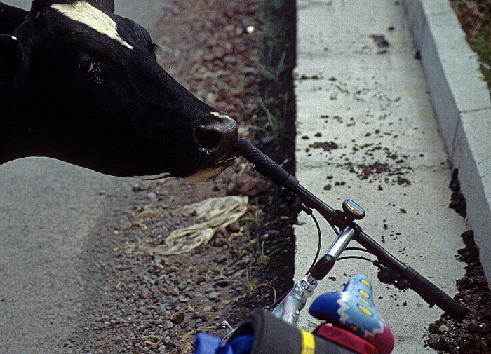 Südküste: Kuh mit Fahrrad São Miguel