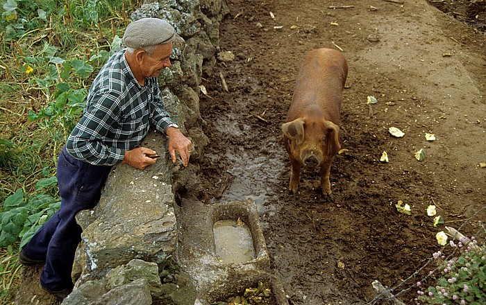 São Jorge Westspitze: Bauer mit Schwein