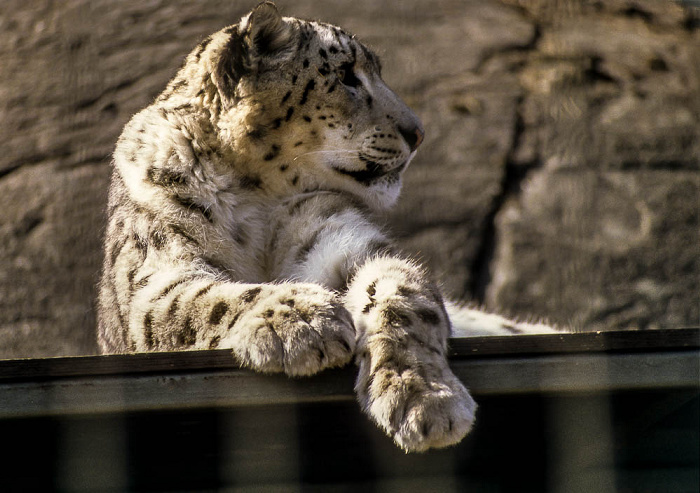 Korkeasaari: Zoo Helsinki