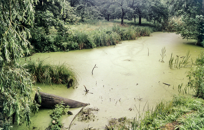 Spreewald