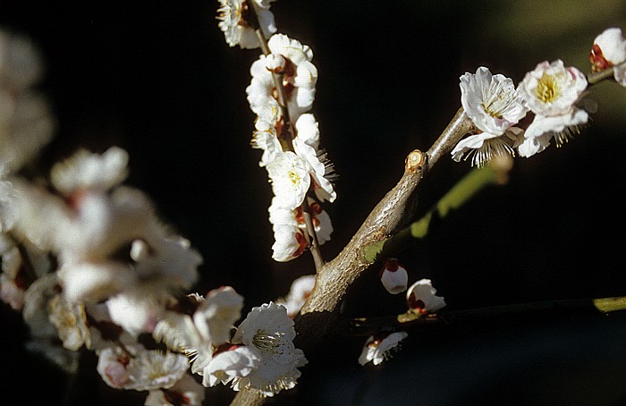 Hama-Rikyu-Garten Tokio
