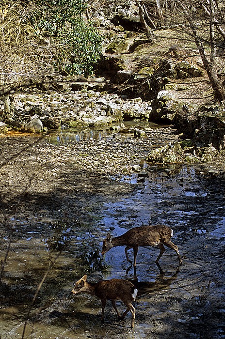 Nara-Park: Sikahirsche Nara