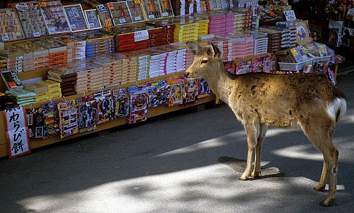 Nara-Park: Sikahirsch