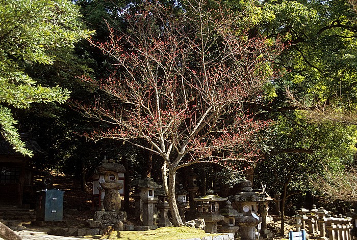 Nara-Park Nara