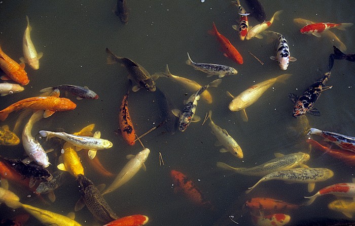 Nara-Park: Karpfen-Teich (Koi-Arten)