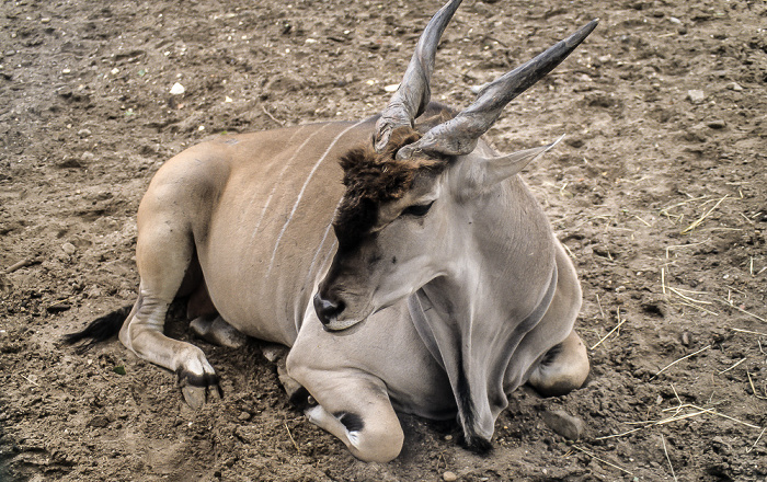 Burgers' Zoo Arnheim