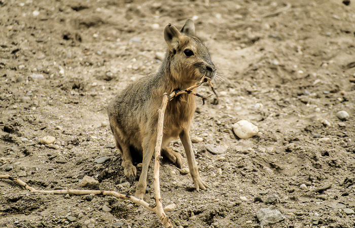 Burgers' Zoo Arnheim