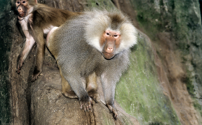 Burgers' Zoo Arnheim