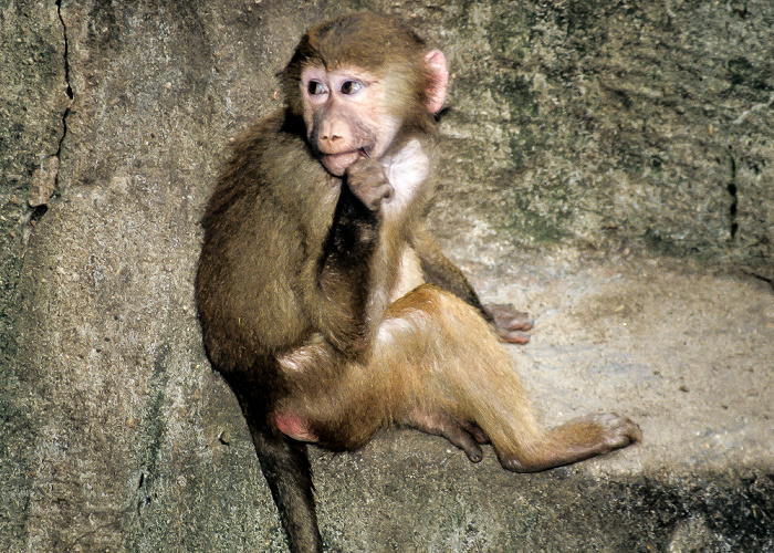 Burgers' Zoo Arnheim