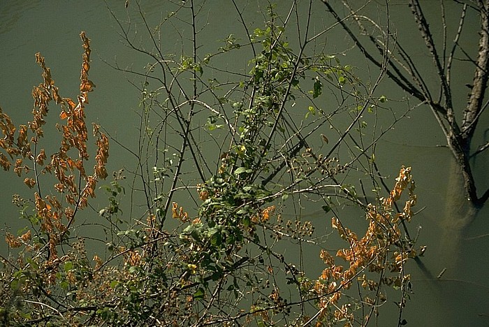 Tajo am Jardín de la Isla Aranjuez