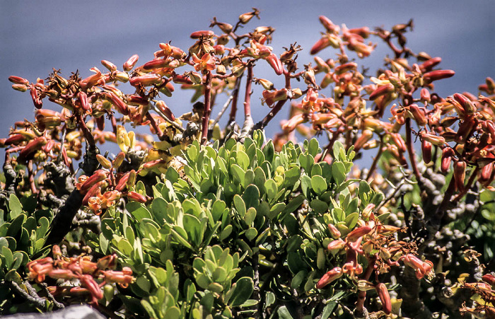 Pflanzen Cape Point