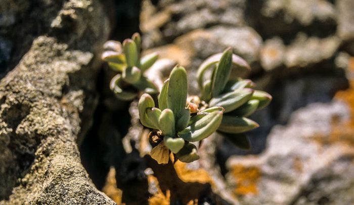 Cape Point Pflanze