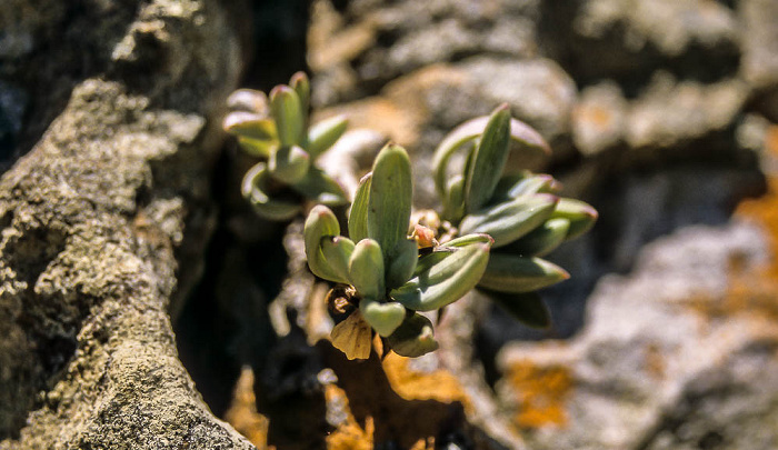 Pflanze Cape Point