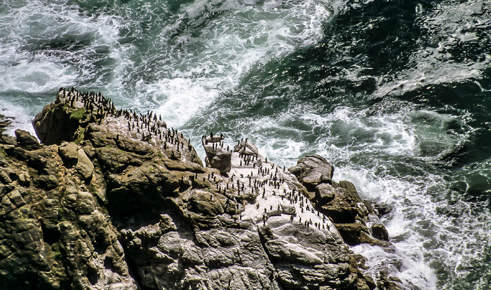 Cape Point Vogelkolonie an der False Bay: Kap-Kormorane