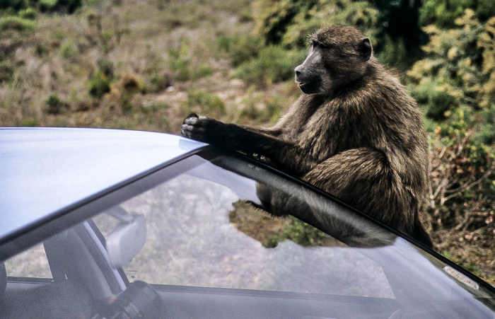 Cape of Good Hope Nature Reserve Pavian auf Auto