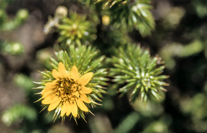 Cape of Good Hope Nature Reserve Pflanze