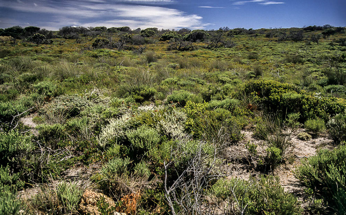 Fynbos Cape of Good Hope Nature Reserve