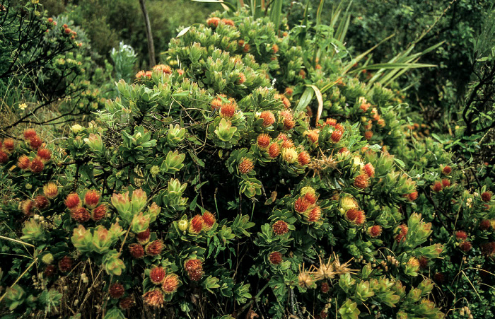 Botanischer Garten Kirstenbosch: Proteen Kapstadt