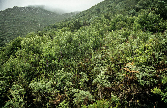Kapstadt Botanischer Garten Kirstenbosch: Nordhang des Tafelberg