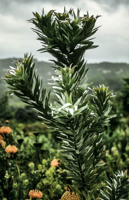 Kapstadt Botanischer Garten Kirstenbosch