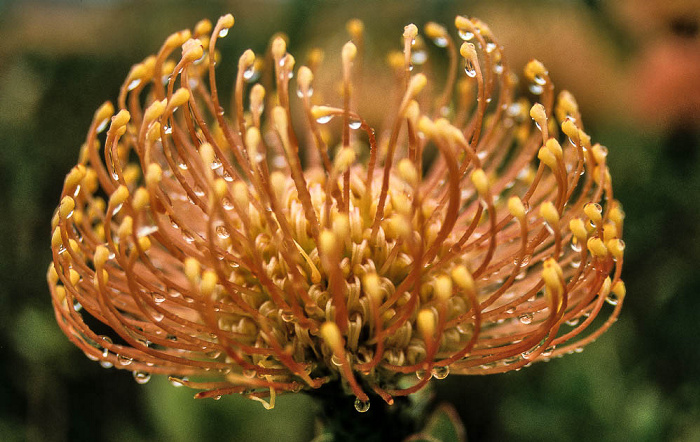 Botanischer Garten Kirstenbosch: Protea Kapstadt