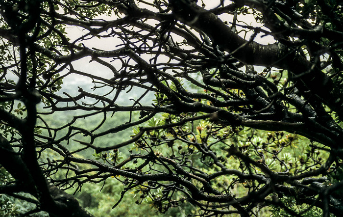 Botanischer Garten Kirstenbosch Kapstadt