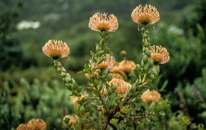 Kapstadt Botanischer Garten Kirstenbosch: Proteen (Silberbaumgewächs)