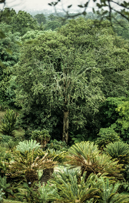 Botanischer Garten Kirstenbosch Kapstadt