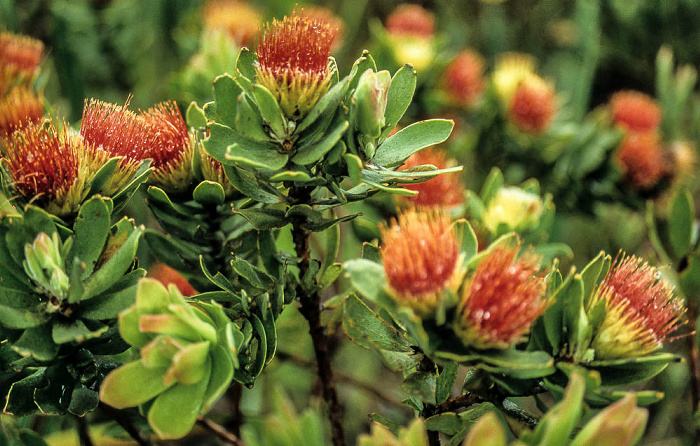 Kapstadt Botanischer Garten Kirstenbosch: Proteen