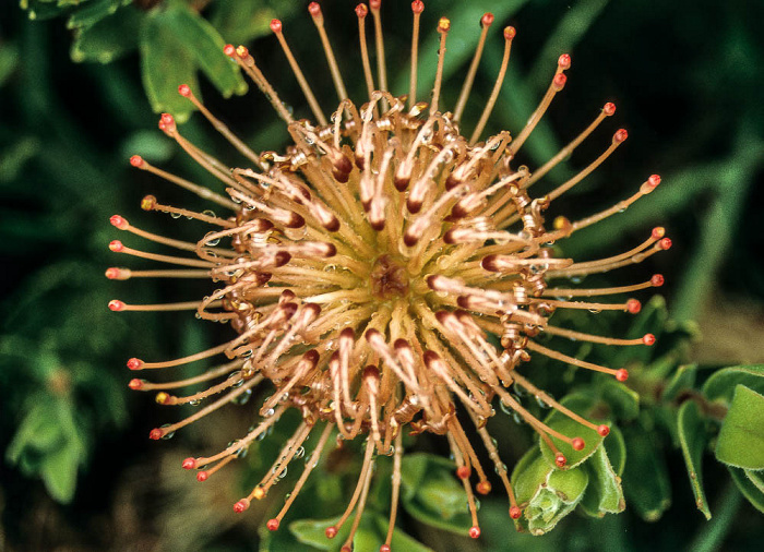 Kapstadt Botanischer Garten Kirstenbosch: Protea
