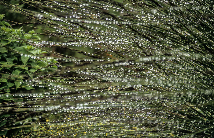 Kapstadt Botanischer Garten Kirstenbosch