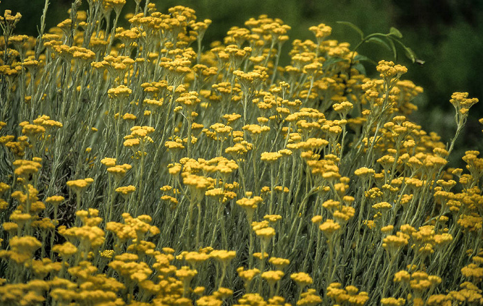 Kapstadt Botanischer Garten Kirstenbosch