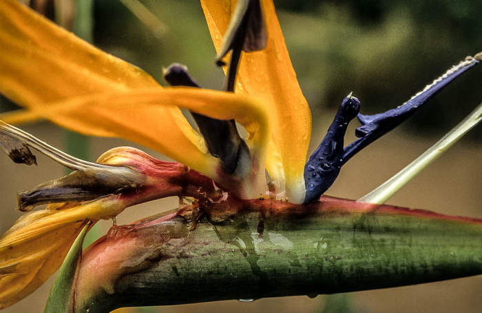 Botanischer Garten Kirstenbosch: Strelizia Kapstadt