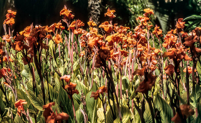 Kapstadt Company's Garden