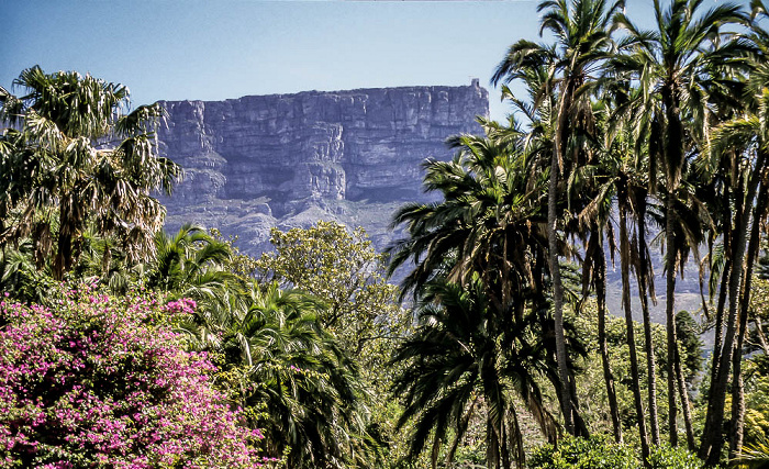 Kapstadt Company's Garden, im Hintergrund der Tafelberg