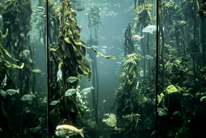 Two Oceans Aquarium: Seetang Kapstadt