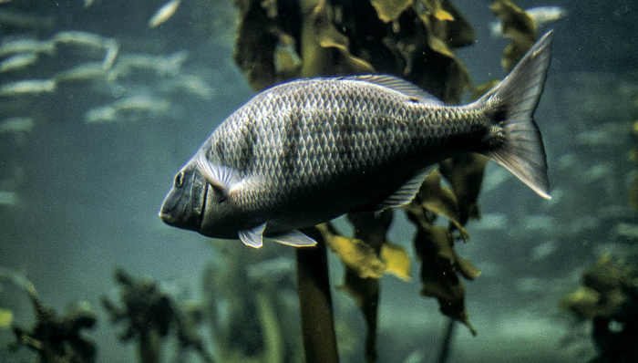 Two Oceans Aquarium Kapstadt