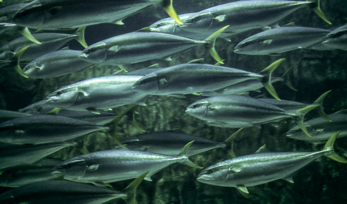 Two Oceans Aquarium Kapstadt