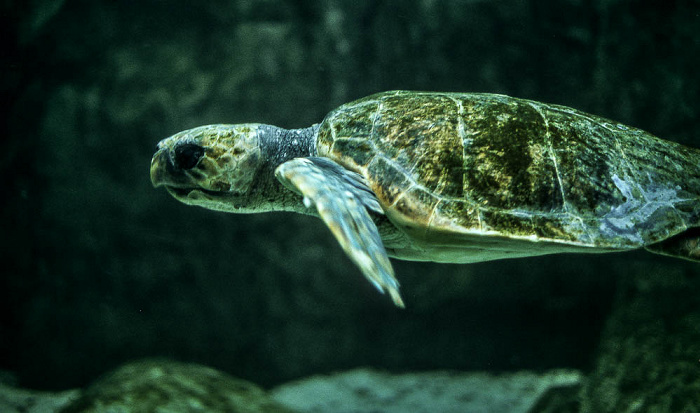 Two Oceans Aquarium: Wasserschildkröte Kapstadt
