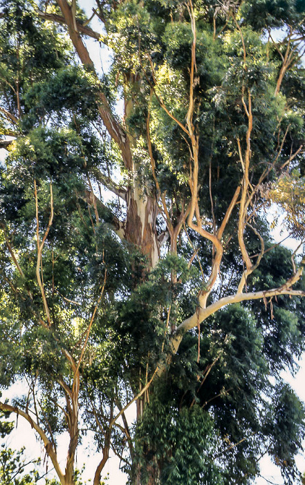 Weinanbaugebiet: Eukalyptusbaum Stellenbosch