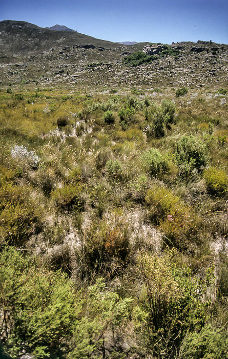 Pflanzen Theewaterskloof Dam