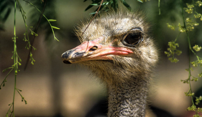 Oudtshoorn Highgate Farm: Strauß Highgate Ostrich Show Farm