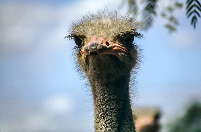 Oudtshoorn Highgate Farm: Strauß Highgate Ostrich Show Farm