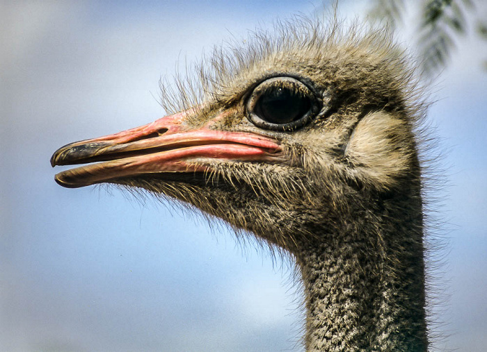 Oudtshoorn Highgate Farm: Strauß Highgate Ostrich Show Farm