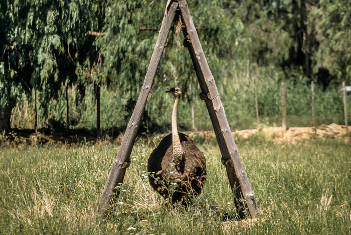 Oudtshoorn Highgate Farm: Brütender Strauß Highgate Ostrich Show Farm