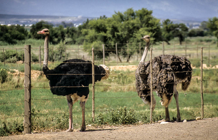 Oudtshoorn Highgate Farm: Straußenpaar Highgate Ostrich Show Farm