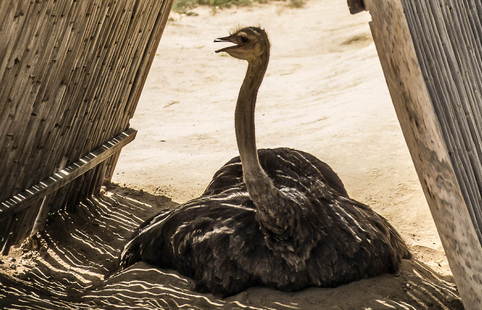 Oudtshoorn Highgate Farm: Brütender Strauß Highgate Ostrich Show Farm