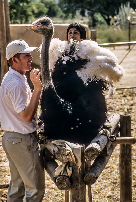 Oudtshoorn Highgate Farm: Kleines Mädchen auf einem Strauß Highgate Ostrich Show Farm